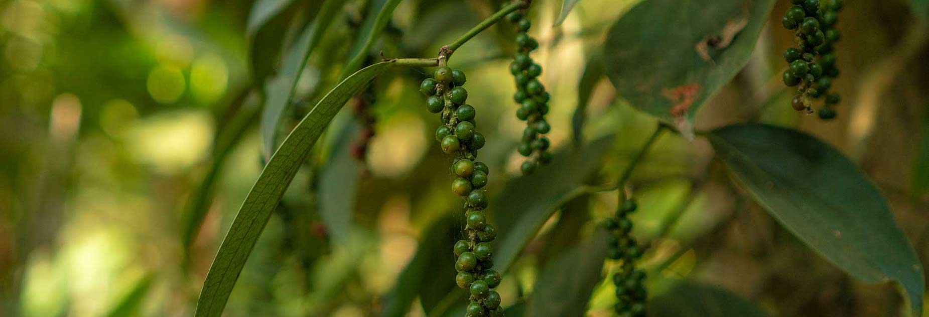 Peppercorns