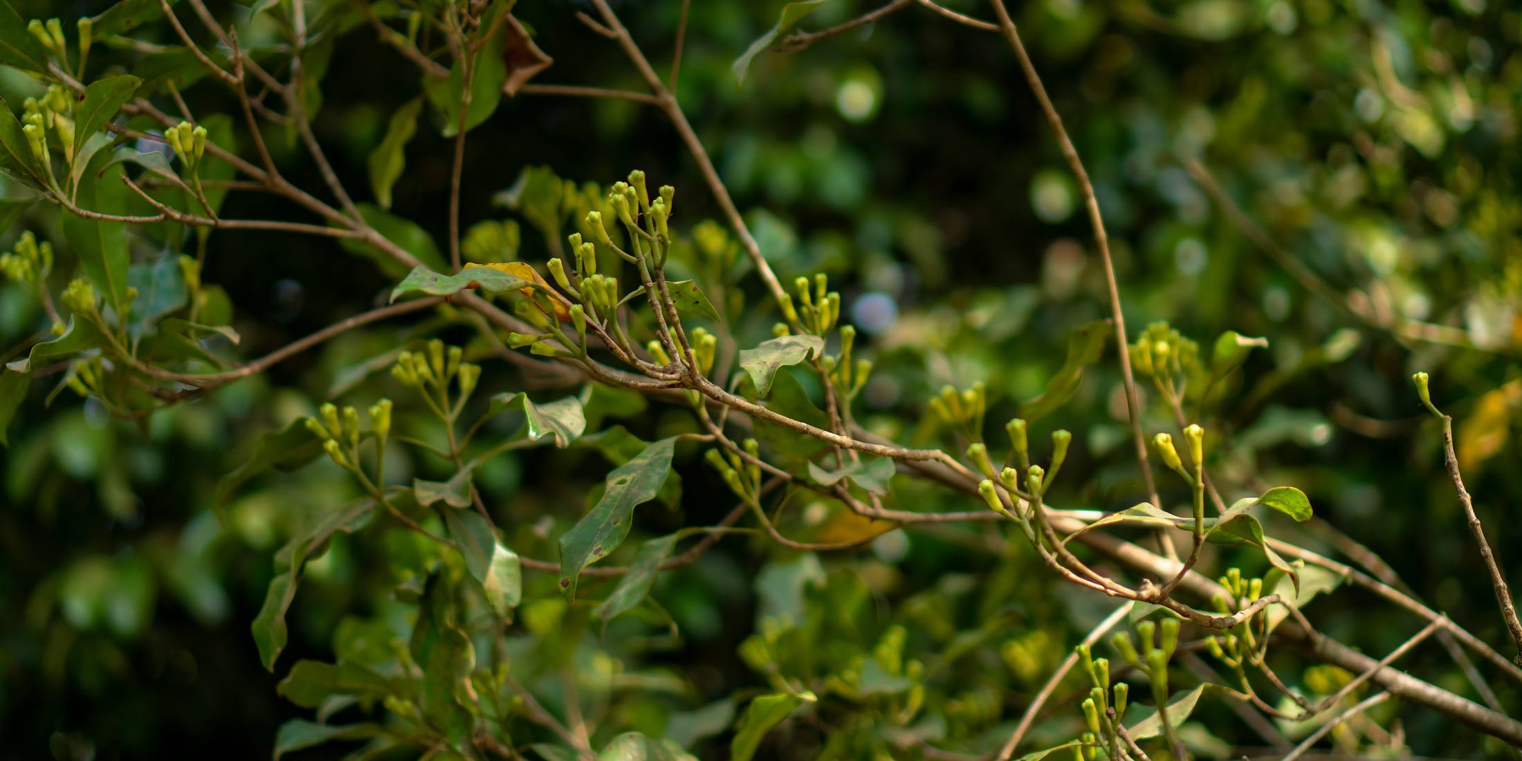Cloves