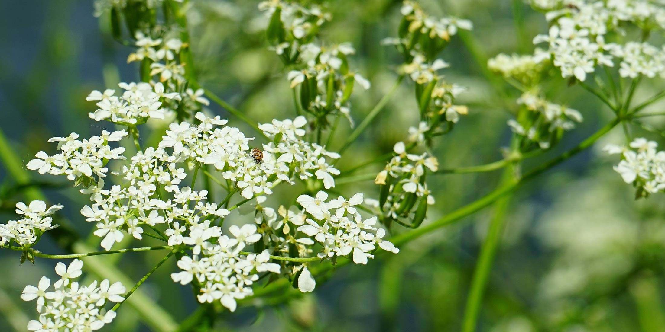 Cumin