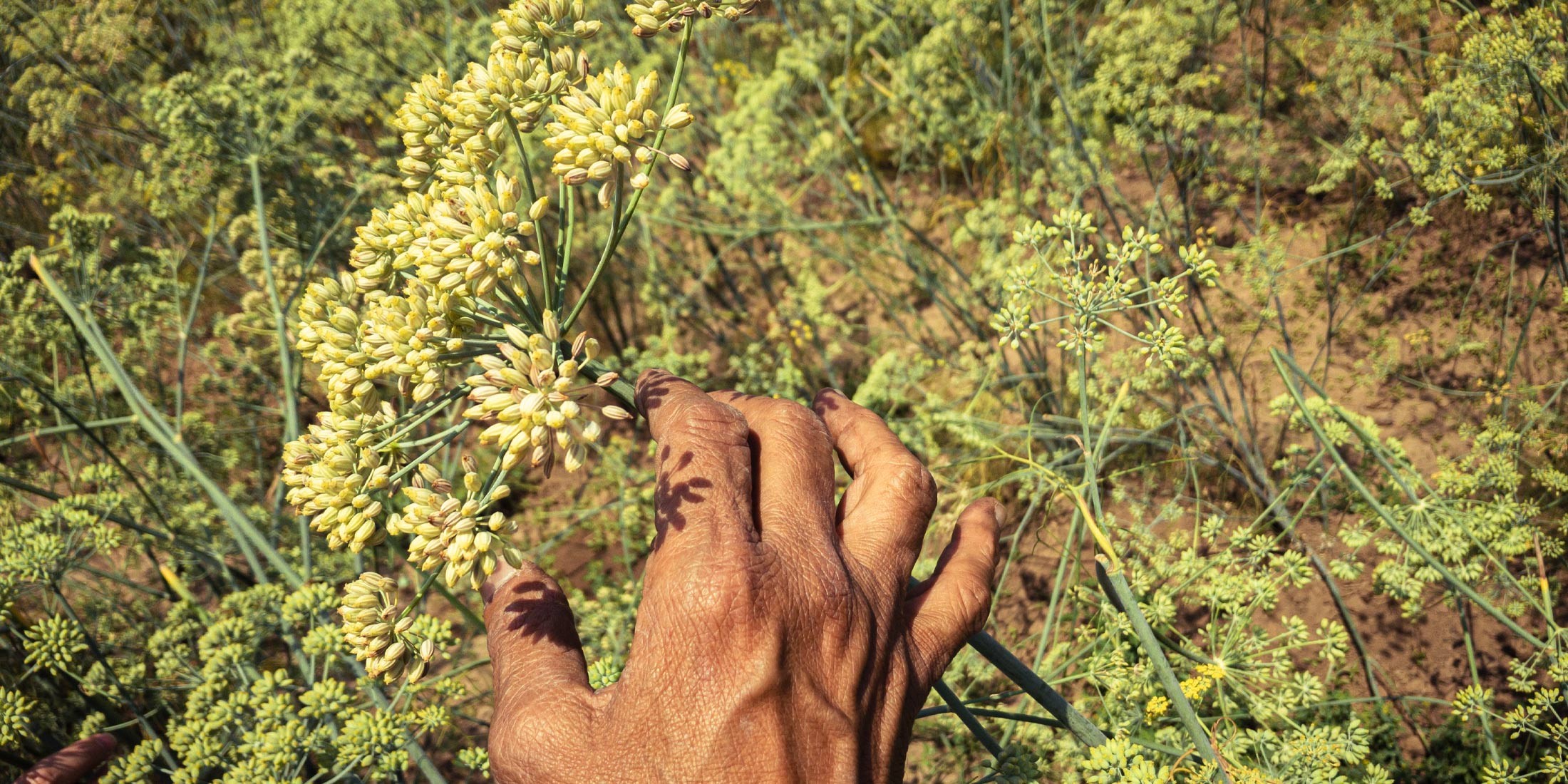 Fennel