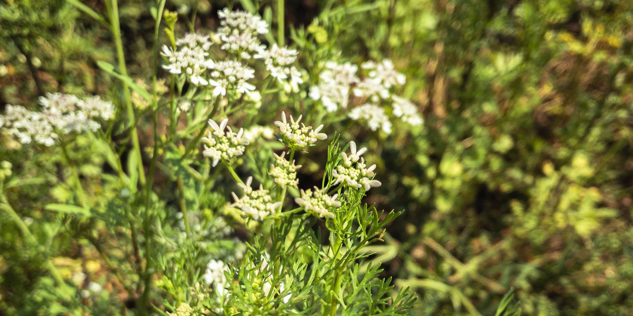 Coriander