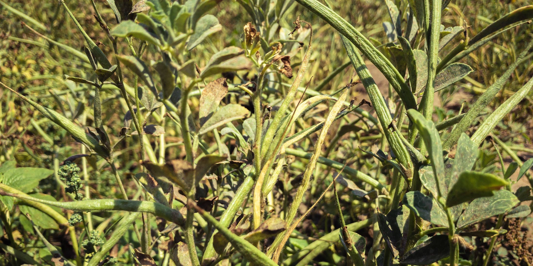 Fenugreek