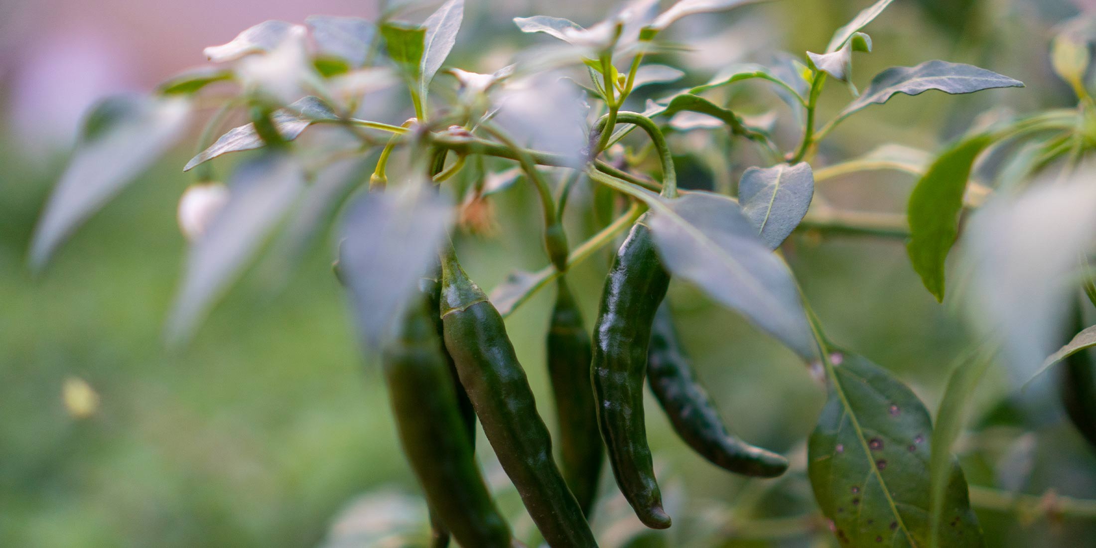 Chili