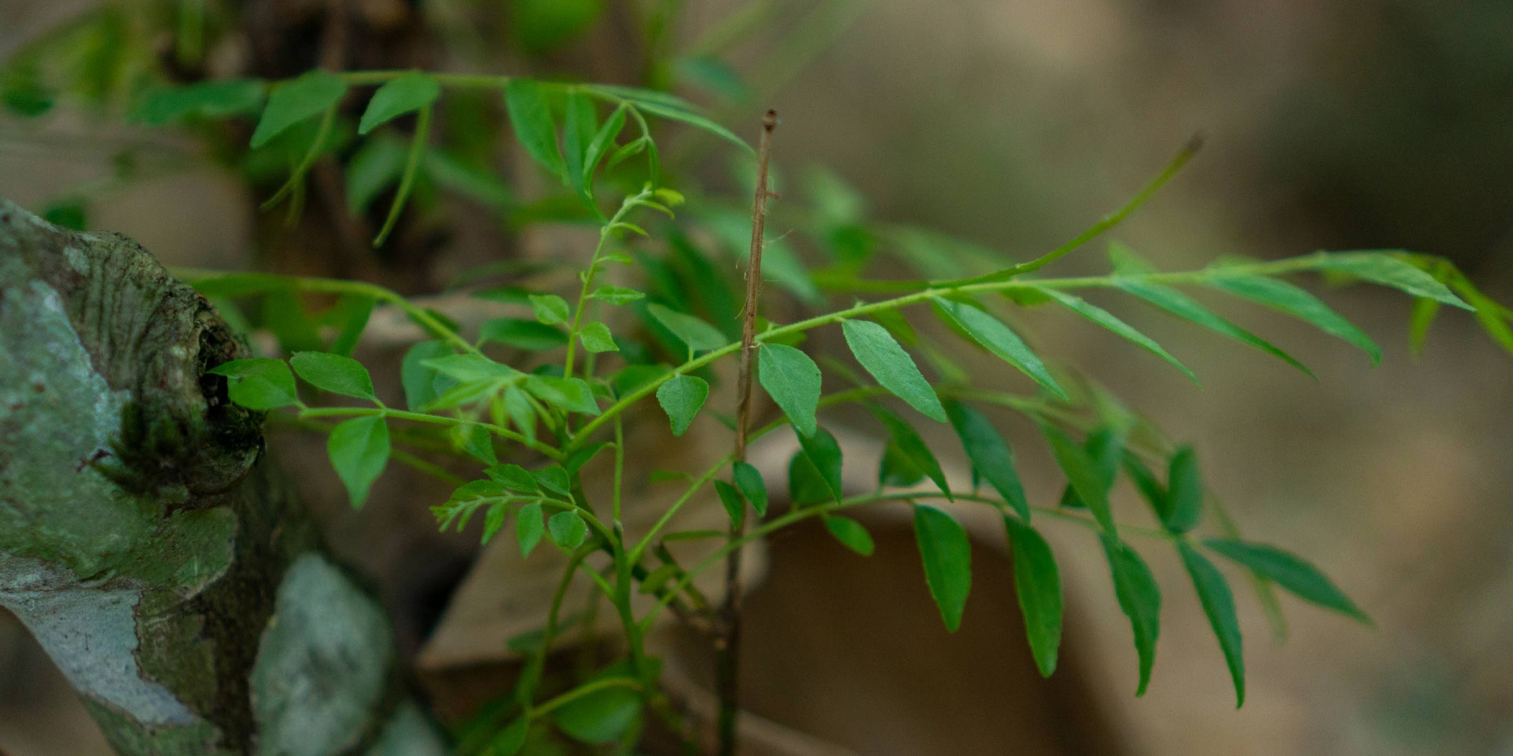 Curry leaves