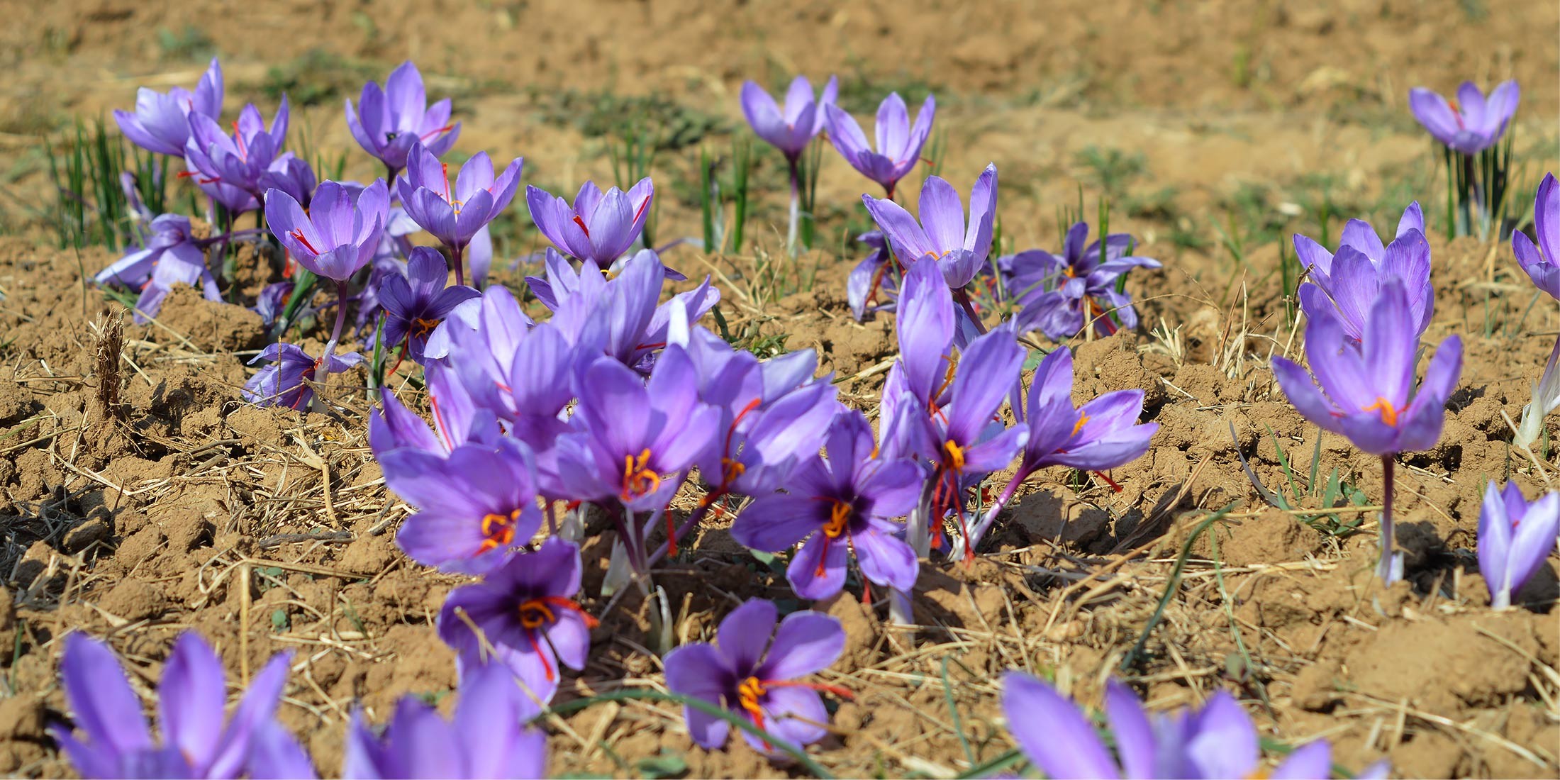 Saffron