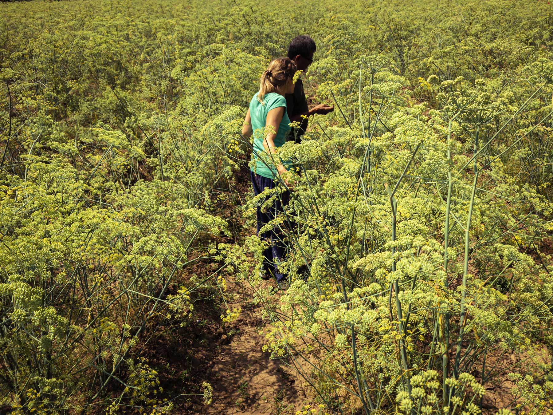 Un domaine familial inspirant en agriculture naturelle dans les environs d’Ahmedabad au Gujarat au nord-ouest de l’Inde Un domaine familial inspirant en agriculture naturelle dans les environs d’Ahmedabad au Gujarat au nord-ouest de l’Inde