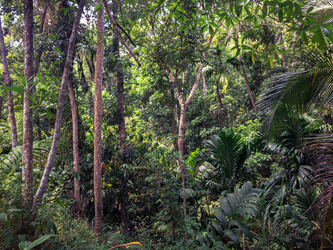 Our last visit of the Varnam farm of Kerala