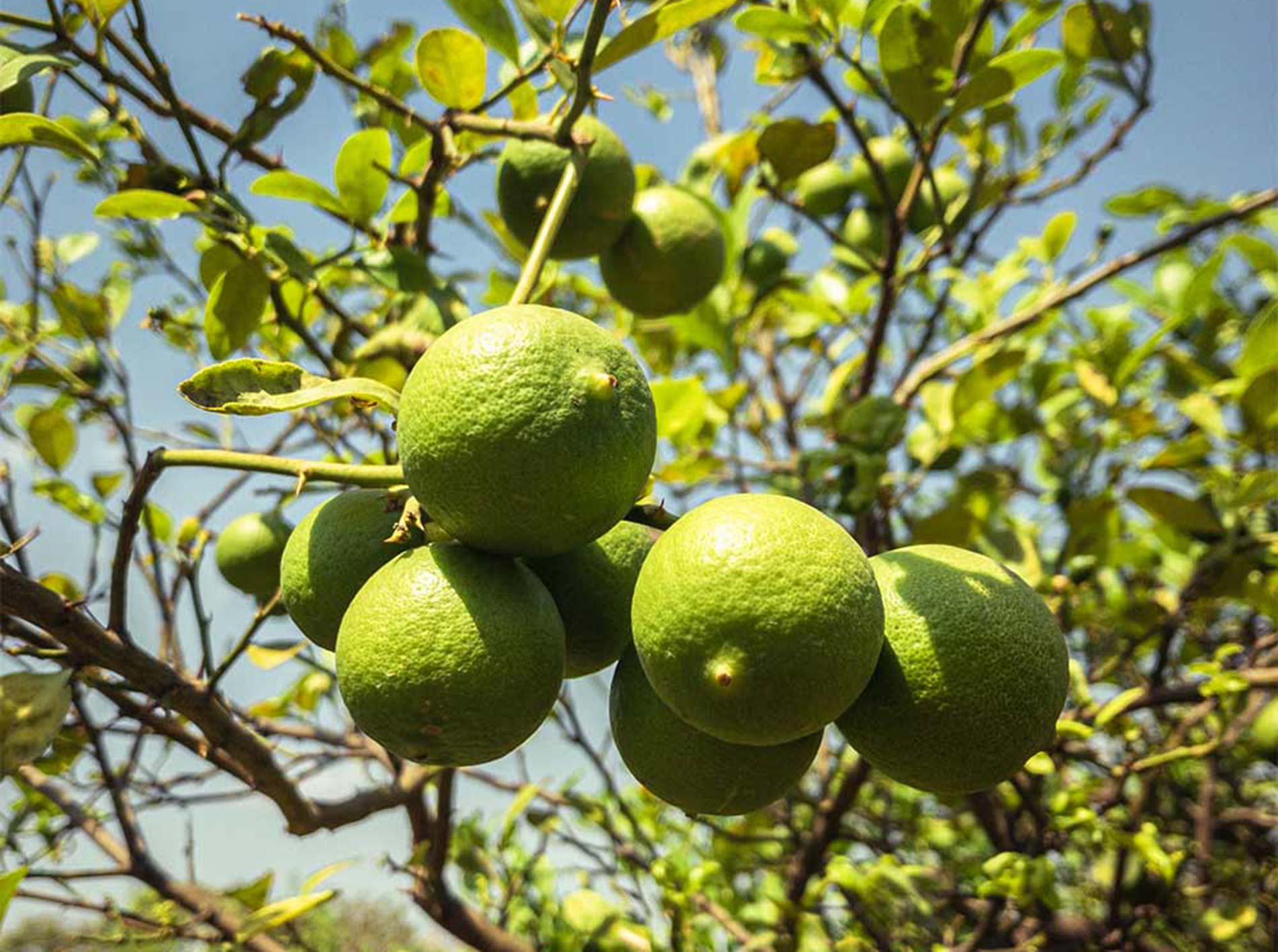 Un domaine familial inspirant en agriculture naturelle dans les environs d’Ahmedabad au Gujarat au nord-ouest de l’Inde