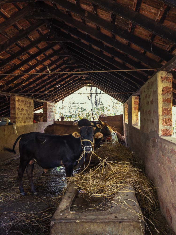 Un modèle d’agroforesterie au cœur de la forêt humide sur la chaîne des Ghâts occidentaux au Karnataka Un modèle d’agroforesterie au cœur de la forêt humide sur la chaîne des Ghâts occidentaux au Karnataka