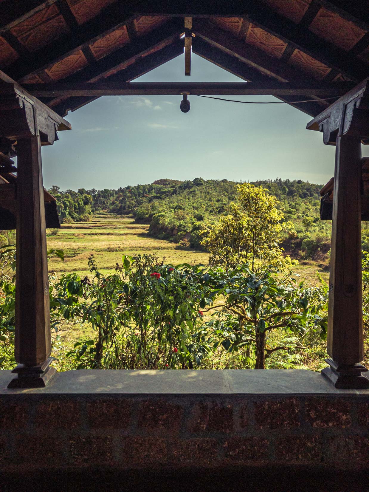 A spice, tea and coffee garden, a veritable paradise of biodiversity in the Western Ghats of Karnataka A spice, tea and coffee garden, a veritable paradise of biodiversity in the Western Ghats of Karnataka