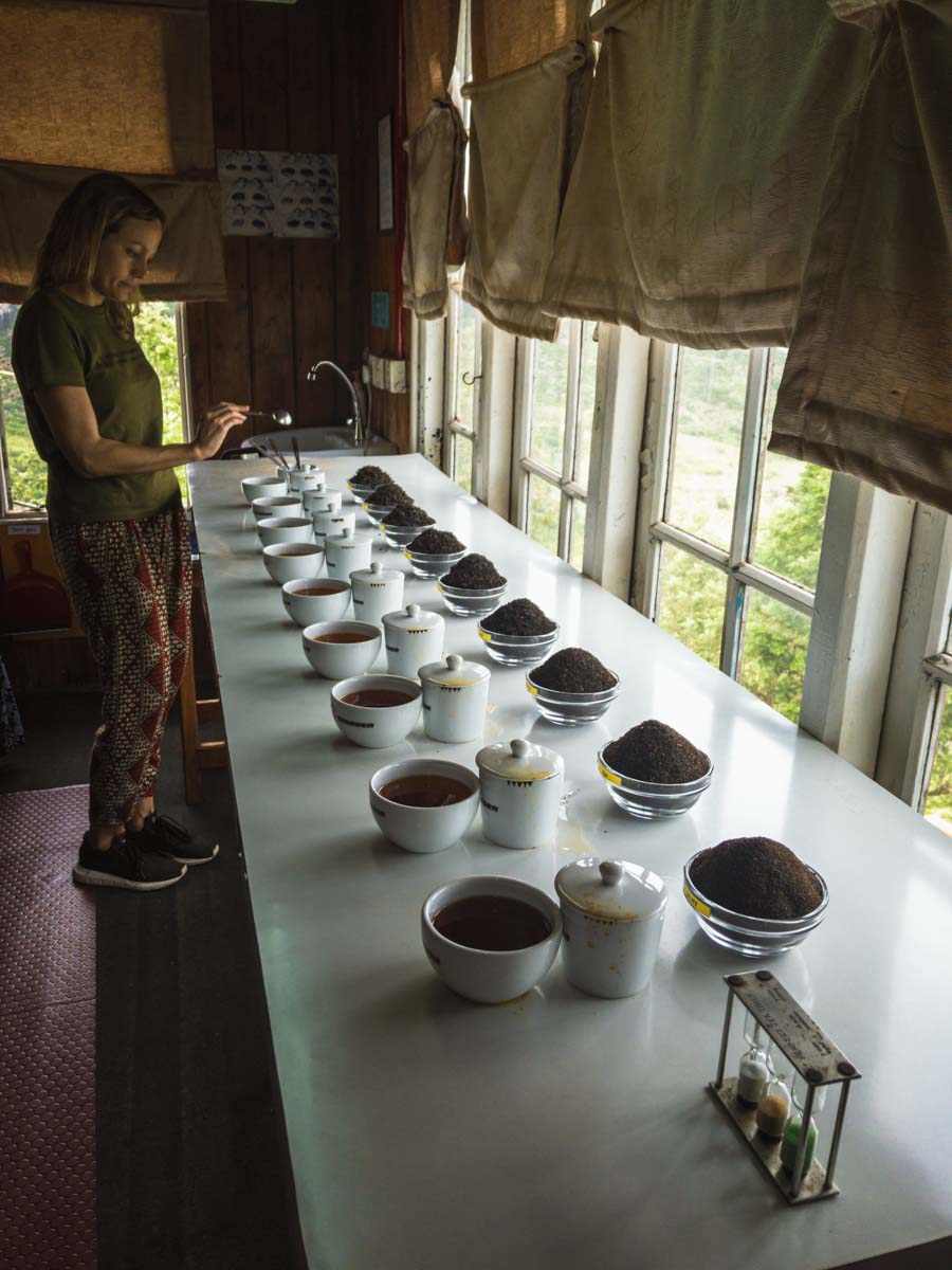 Une visite d’un domaine de thé en biodynamie, en train entre les crêtes brumeuses au cœur des montagnes au Sri Lanka Une visite d’un domaine de thé en biodynamie, en train entre les crêtes brumeuses au cœur des montagnes au Sri Lanka