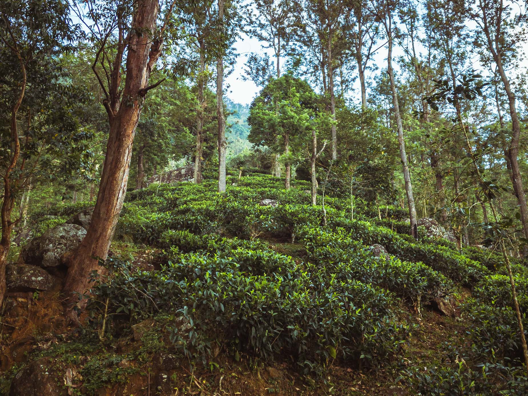 Une visite d’un domaine de thé en biodynamie, en train entre les crêtes brumeuses au cœur des montagnes au Sri Lanka Une visite d’un domaine de thé en biodynamie, en train entre les crêtes brumeuses au cœur des montagnes au Sri Lanka