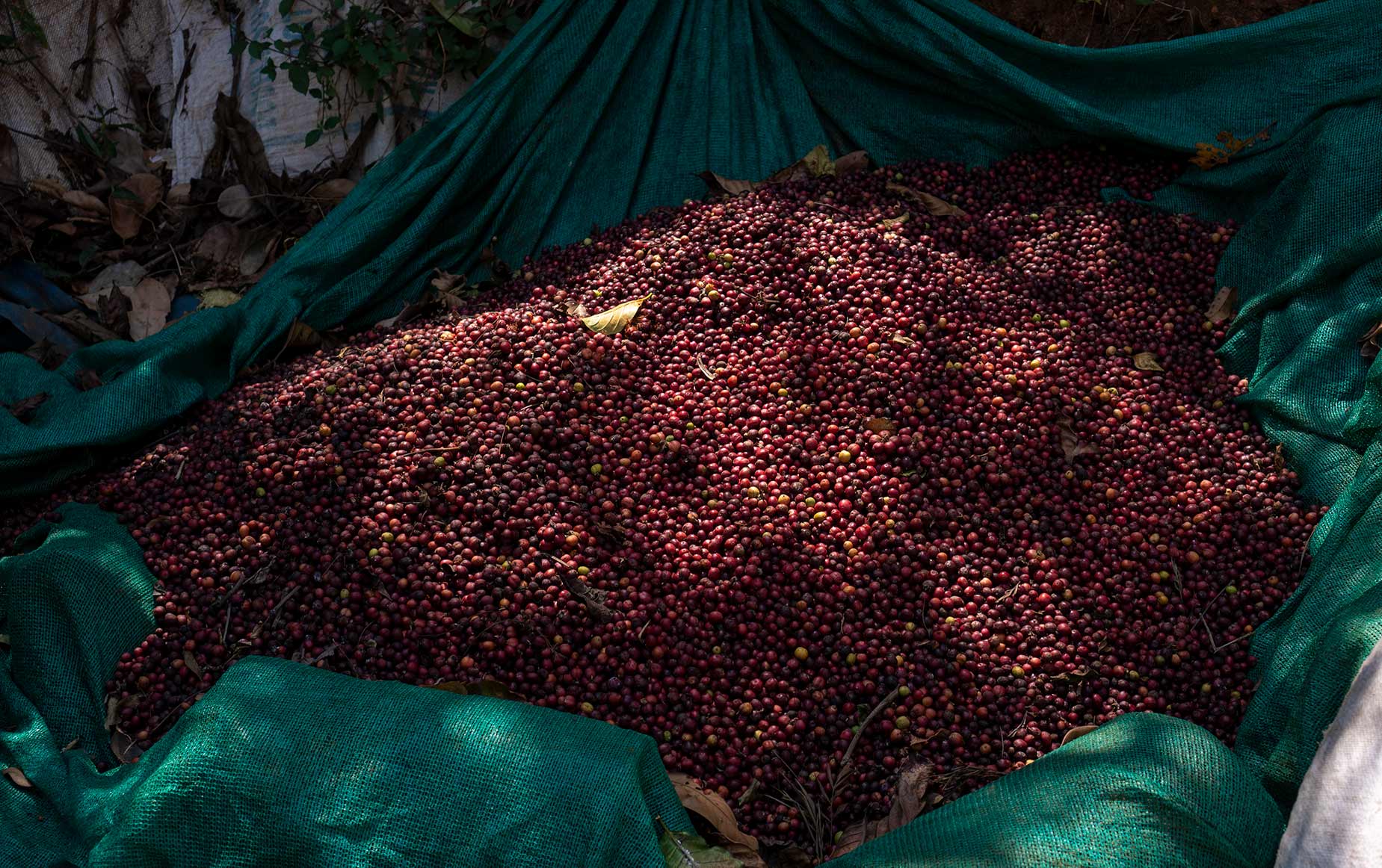 Une ferme unique, aux milles épices, sur les hauteurs des Ghâts occidentaux en Inde du Sud Une ferme unique, aux milles épices, sur les hauteurs des Ghâts occidentaux en Inde du Sud