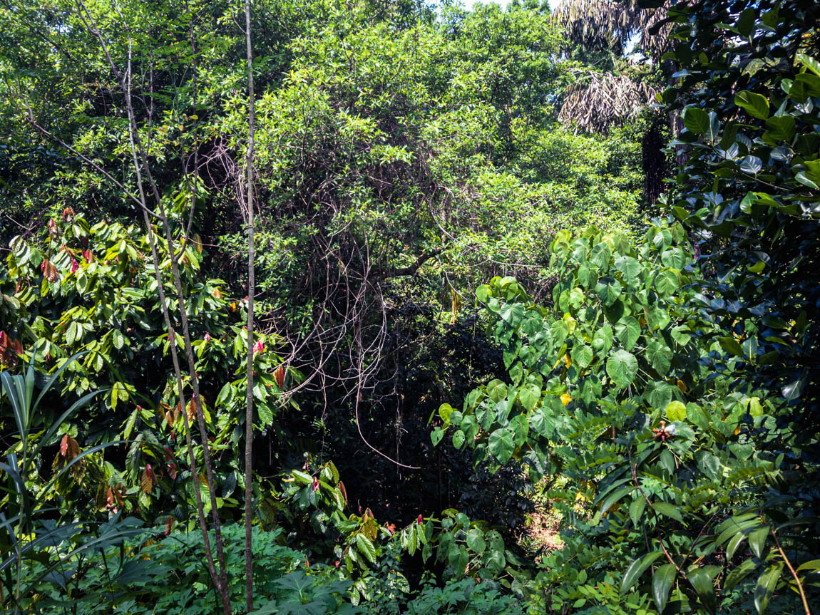 Our last visit of the Varnam farm of Kerala