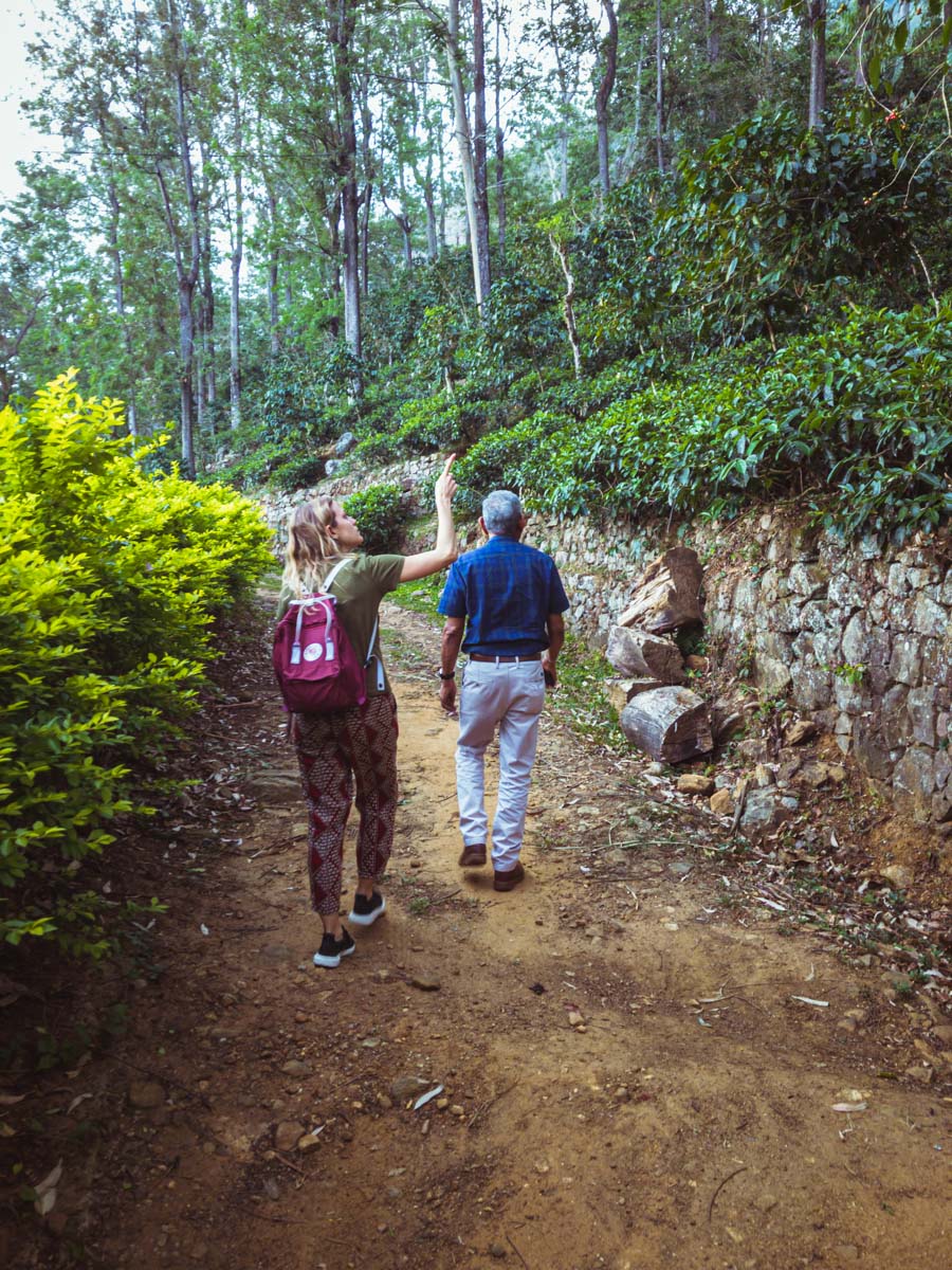 Une visite d’un domaine de thé en biodynamie, en train entre les crêtes brumeuses au cœur des montagnes au Sri Lanka Une visite d’un domaine de thé en biodynamie, en train entre les crêtes brumeuses au cœur des montagnes au Sri Lanka