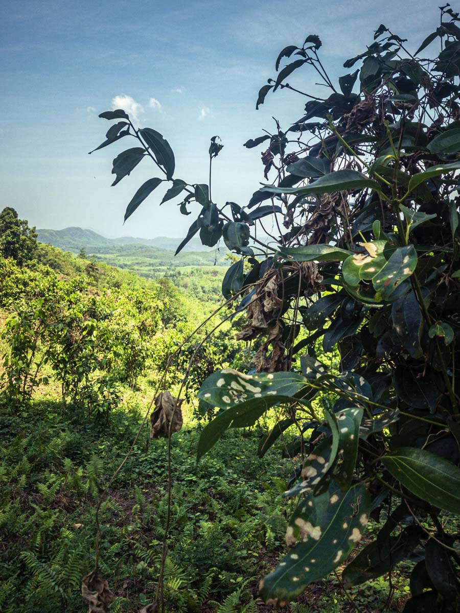 LA meilleure cannelle de Ceylan se trouve sur une colline au cœur d’une nature intacte LA meilleure cannelle de Ceylan se trouve sur une colline au cœur d’une nature intacte