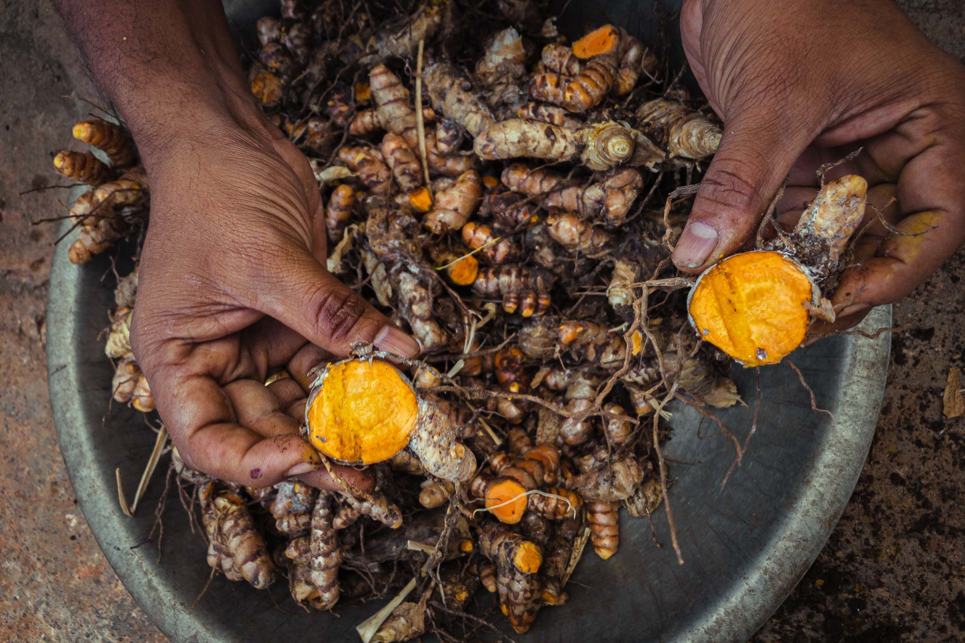 Un curcuma naturel dans les terres d’une immense forêt sèche au fin fond du Gujarat au nord-ouest de l’Inde Un curcuma naturel dans les terres d’une immense forêt sèche au fin fond du Gujarat au nord-ouest de l’Inde