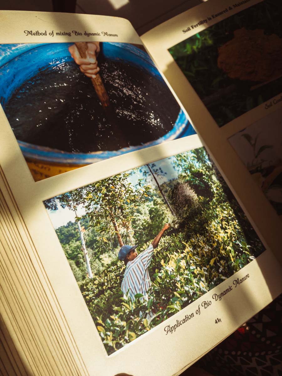 Une visite d’un domaine de thé en biodynamie, en train entre les crêtes brumeuses au cœur des montagnes au Sri Lanka Une visite d’un domaine de thé en biodynamie, en train entre les crêtes brumeuses au cœur des montagnes au Sri Lanka