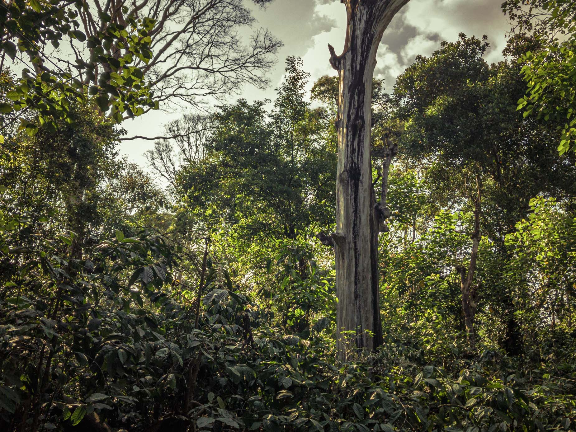 Un modèle d’agroforesterie au cœur de la forêt humide sur la chaîne des Ghâts occidentaux au Karnataka Un modèle d’agroforesterie au cœur de la forêt humide sur la chaîne des Ghâts occidentaux au Karnataka