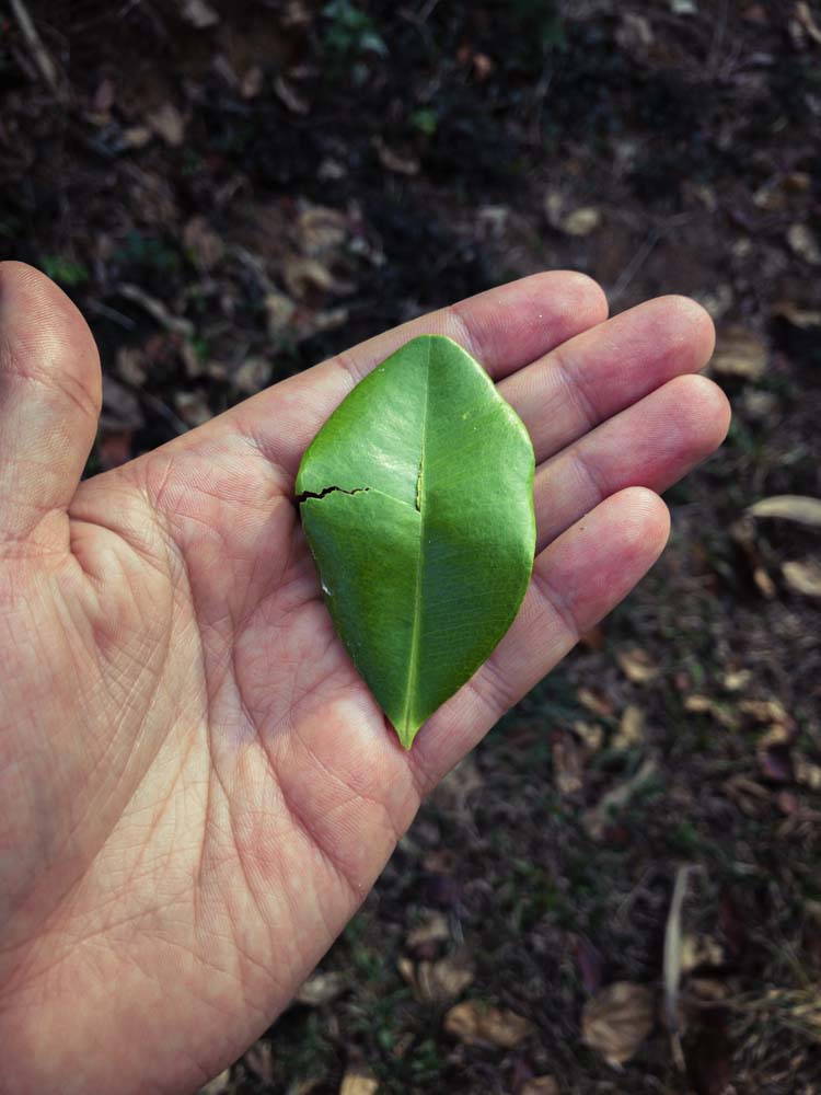 Un modèle d’agroforesterie au cœur de la forêt humide sur la chaîne des Ghâts occidentaux au Karnataka Un modèle d’agroforesterie au cœur de la forêt humide sur la chaîne des Ghâts occidentaux au Karnataka