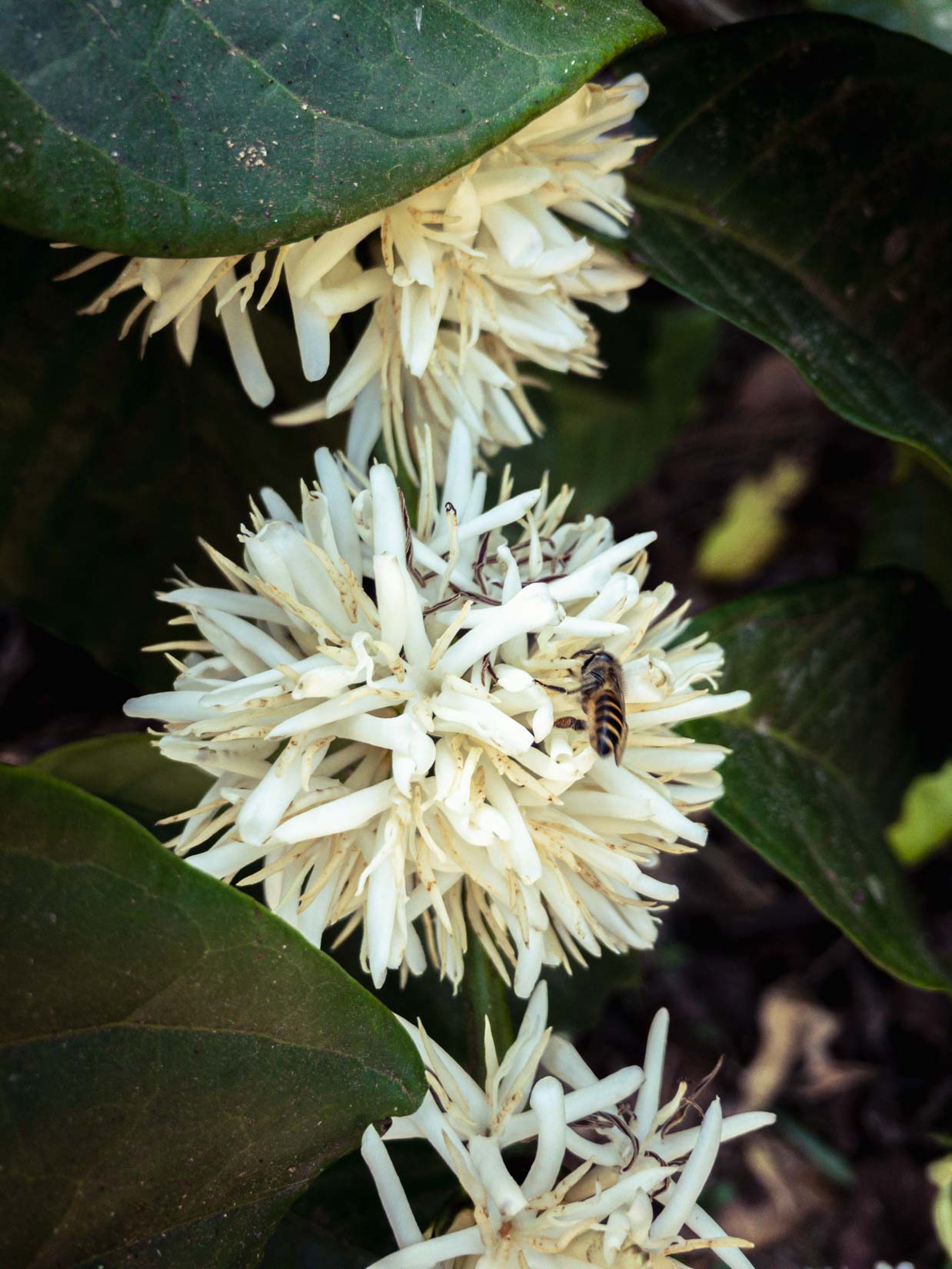 A spice, tea and coffee garden, a veritable paradise of biodiversity in the Western Ghats of Karnataka A spice, tea and coffee garden, a veritable paradise of biodiversity in the Western Ghats of Karnataka