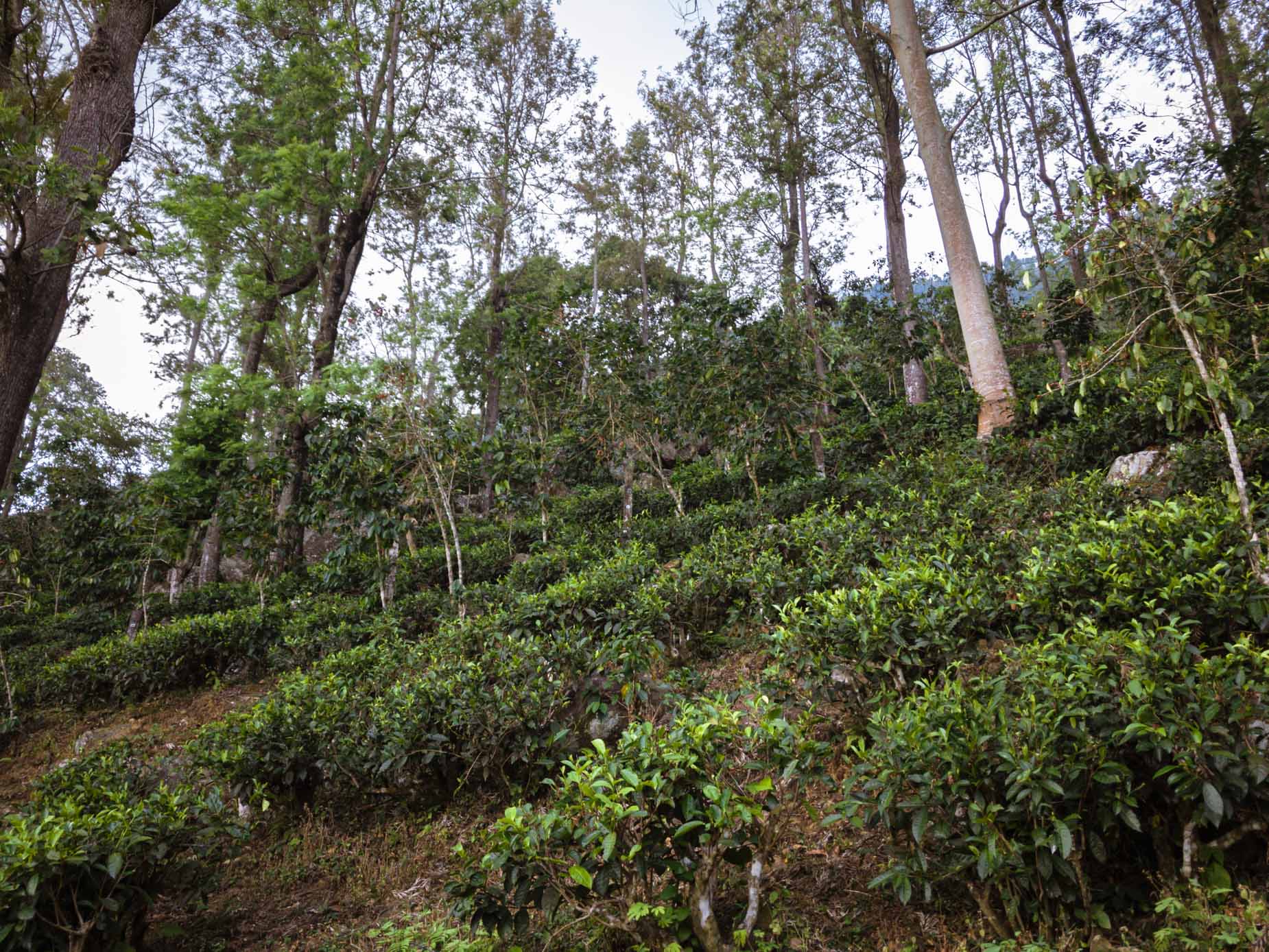 Une visite d’un domaine de thé en biodynamie, en train entre les crêtes brumeuses au cœur des montagnes au Sri Lanka Une visite d’un domaine de thé en biodynamie, en train entre les crêtes brumeuses au cœur des montagnes au Sri Lanka