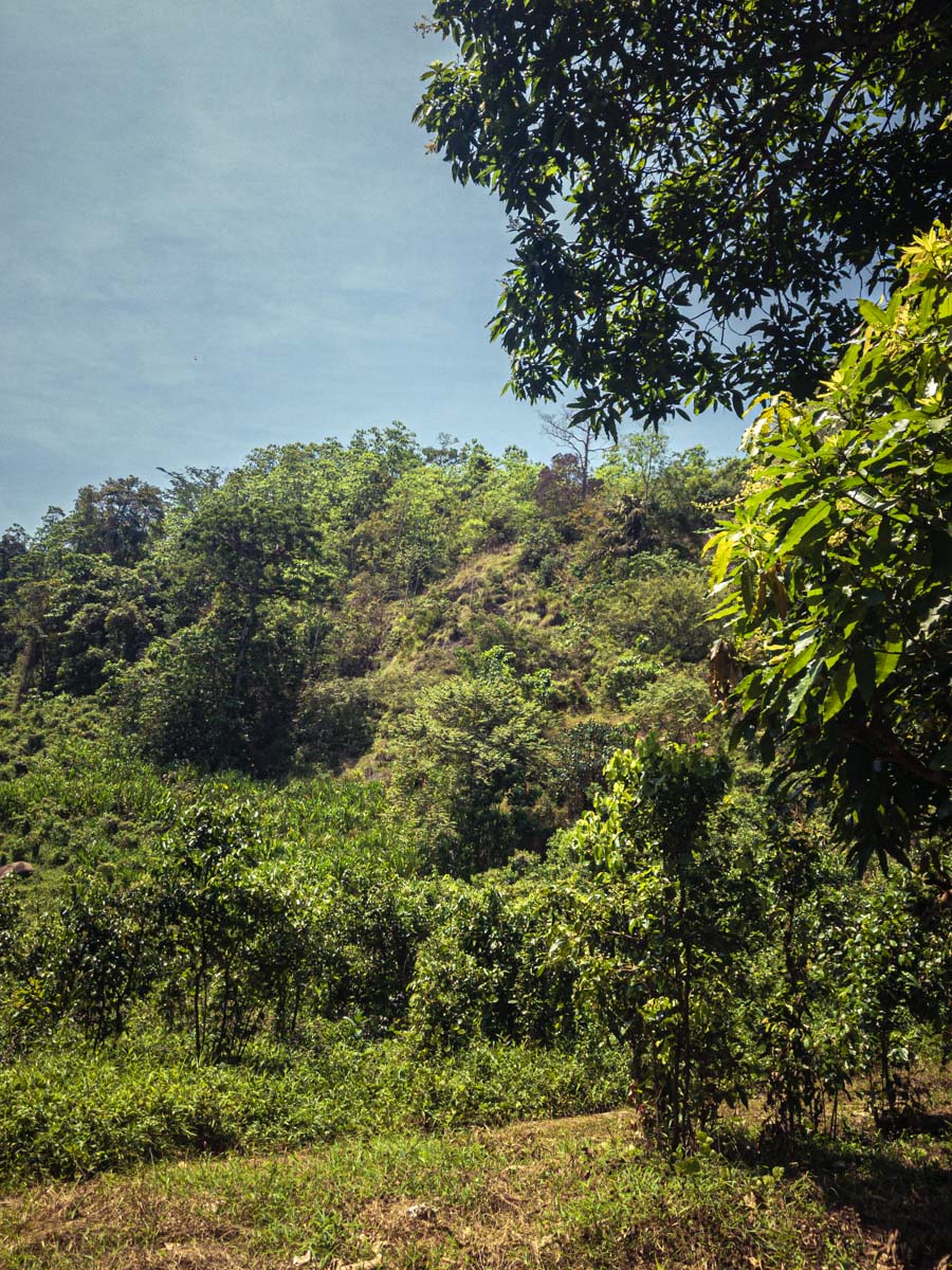 LA meilleure cannelle de Ceylan se trouve sur une colline au cœur d’une nature intacte LA meilleure cannelle de Ceylan se trouve sur une colline au cœur d’une nature intacte