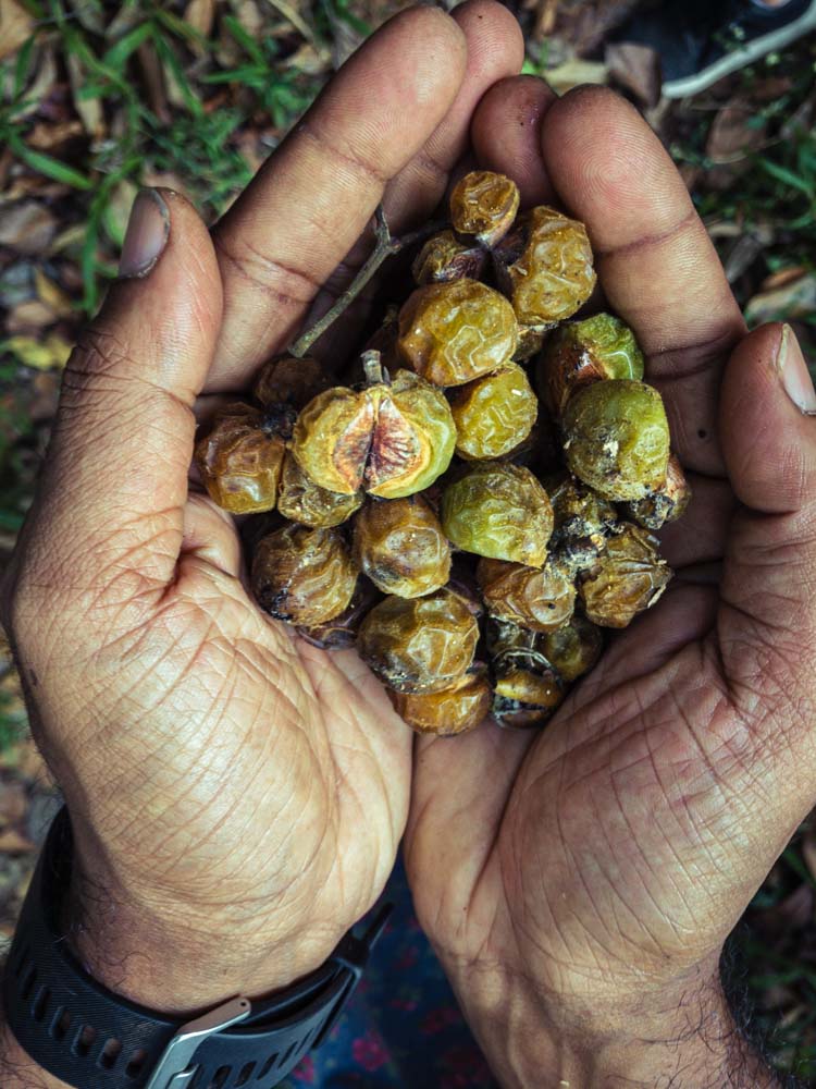 Un modèle d’agroforesterie au cœur de la forêt humide sur la chaîne des Ghâts occidentaux au Karnataka Un modèle d’agroforesterie au cœur de la forêt humide sur la chaîne des Ghâts occidentaux au Karnataka