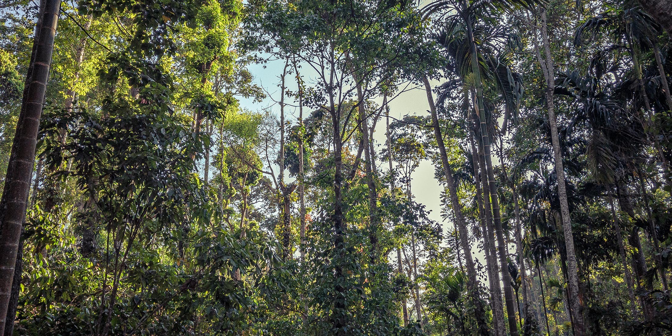 Un modèle d’agroforesterie au cœur de la forêt humide sur la chaîne des Ghâts occidentaux au Karnataka Un modèle d’agroforesterie au cœur de la forêt humide sur la chaîne des Ghâts occidentaux au Karnataka
